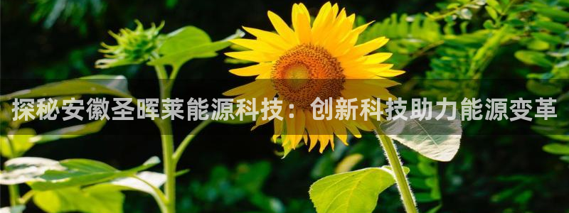 sunbet最新登陆
