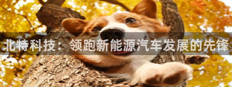 sunbet源码